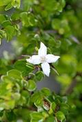 Randia aculeata